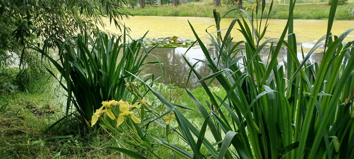 Frühling am Dorfteich