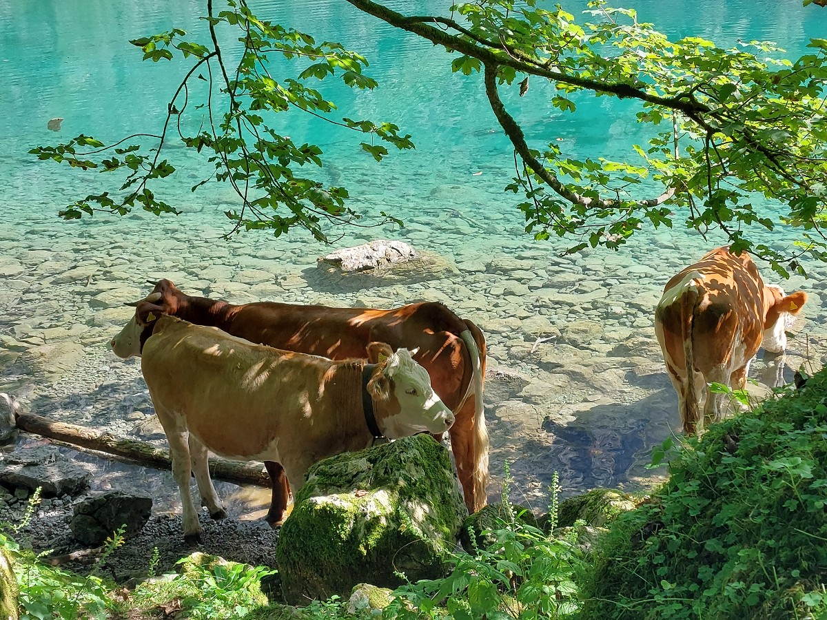 Muuuhvieh-Stars am Obersee